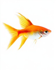 Obraz premium the Swordtail Fish, Isolated on white Background