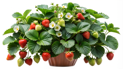 Strawberry Plant on Transparent Background