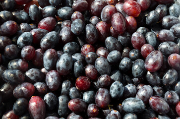 Wine grape variety. Clean cores of ripe grapes.