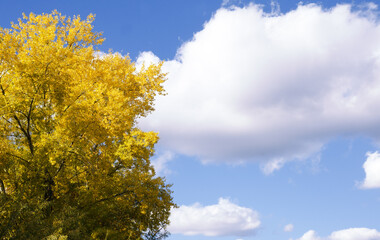 Obraz premium Yellowed tree against white clouds. Autumn landscape.