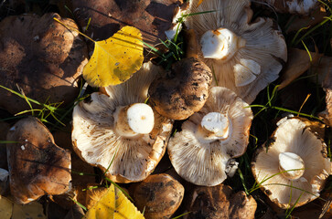 Harvest of forest mushrooms. Autumn mushroom picking.