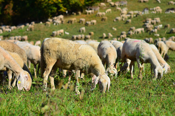 a flock of sheep and lambs graze peacefully in the high mountains