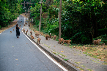 Woman surrounded by monkeys