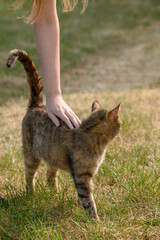 Dziki kot domowy głaskany przez czlowieka, na zewnątrz 