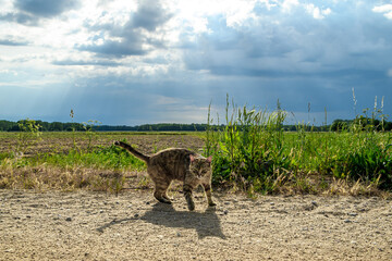 Brązowy piękny kot chodzi po wiejskiej drodze, w tle krajobraz z polami i chmurami © Paweł Kacperek