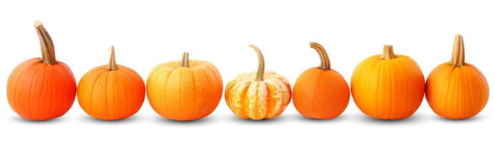 A row of different pumpkins in a row as a decorative frame. Background white isolated