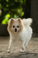 Single female Pomeranian dog playing on paved floor
