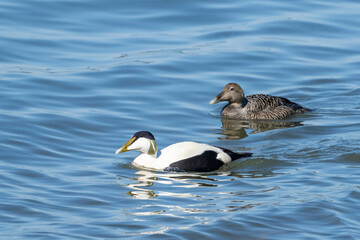 Common Eider Couple at Baltic Sea