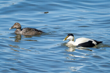 Common Eider Couple at Baltic Sea