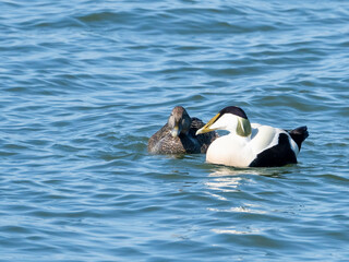 Common Eider Couple at Baltic Sea