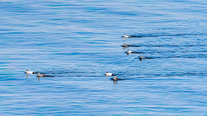 Flock of Common Eiders at Baltic Sea