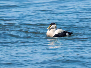 Common eider male at Baltic Sea