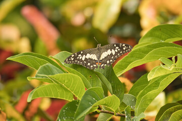 Fototapeta premium Single butterfly on custard apple leaf in garden, Mahe Seychelles