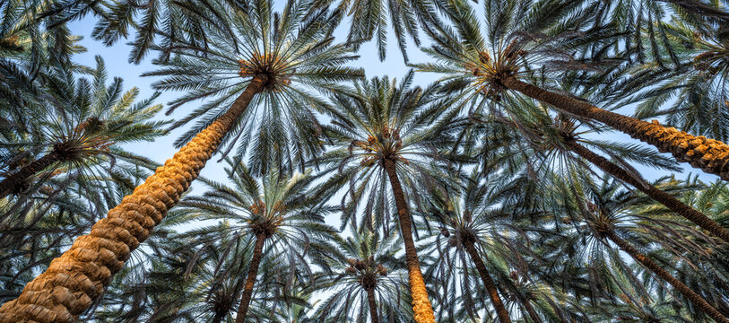 Palm trees as panorama background