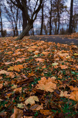 moody autumnal park local scenery view falling leaves foreground ground cover with blurred walking way road and bare branches trees cloudy sky background of November month