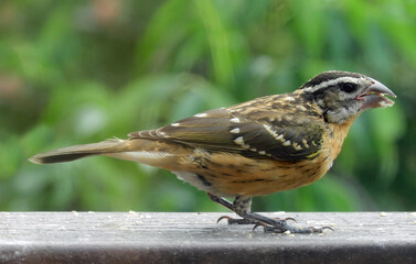 close up of a female black-headed grosbeak  standing on a deck  in a backyard in summer in broomfield, colorado       