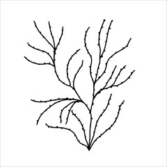 Hand drawn algae. Underwater world. Vector illustration
