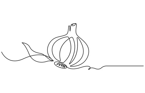 Garlic vector illustration, background. One line drawing art illustration with lettering organic garlic. Garlic one line drawing