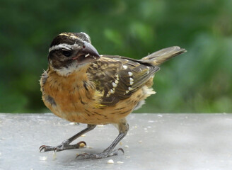 close up of a female black-headed grosbeak  standing on a deck  in a backyard in summer in broomfield, colorado       