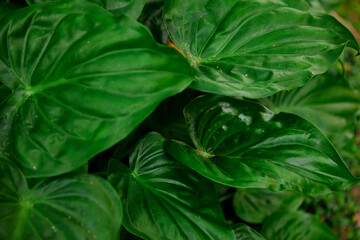 Full frame shot of king of hearts leaf 