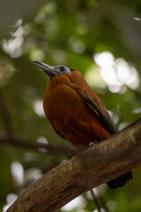Capuchinbird or Calfbird Perched on Twig. Perissocephalus Tricolor is a Large Passerine bird of the family Cotingidae. Shallow Depth of Field of Avian Animal.