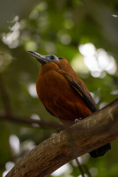Capuchinbird or Calfbird Perched on Twig. Perissocephalus Tricolor is a Large Passerine bird of the family Cotingidae. Shallow Depth of Field of Avian Animal.