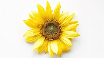 Fototapeta premium A bright yellow sunflower with a realistic textured center on a white background.
