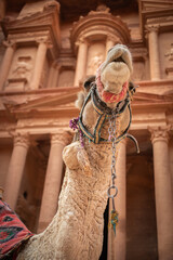 Vertical Portrait of Dromedary Camel in front of Al-Khazneh in Petra. Camelus Dromedarius with The Treasury Monument in Jordan.