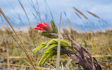 Riserva parco del vulcano Cotopaxi