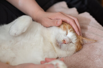 猫を撫でる　茶トラ白