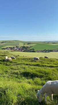 video taken at Cap Blanc Nez, northern France, c&ocirc;te d'Opale. video of a meadow or field with sheep. The view is magnificent, with green grass and the English Channel in the distance.