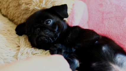 Child's Hand Gently Petting a Black Cute Sleeping Pug Puppy. Tender Moment