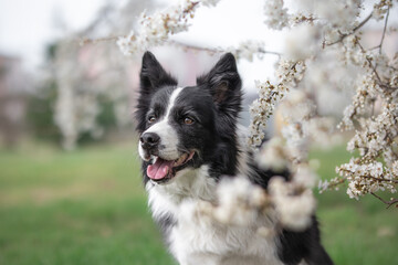 Cute Black and White Border Collie with White Flowering Tree. Adorable Pet Smiles in Spring Season.
