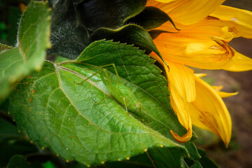 cavalletta verde mimetizzata