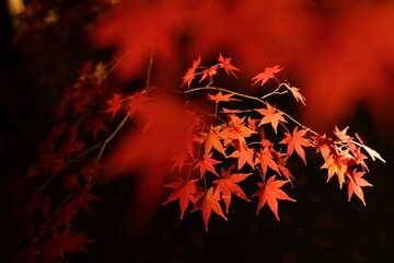 紅葉２