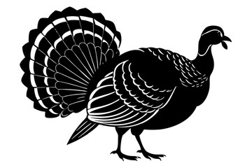 turkey vector illustration