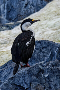 Antarktischer Kormoran oder Blauaugenscharbe (Leucocarbo atriceps, Syn.: Phalacrocorax atriceps) on rock
