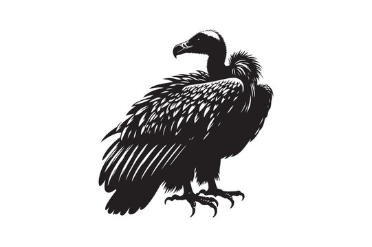 recommend clip art: Vulture silhouette vector illustration, Vulture silhouette vector Vulture silhouette line art