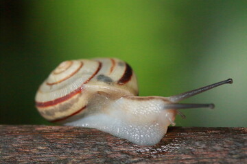 カタツムリ