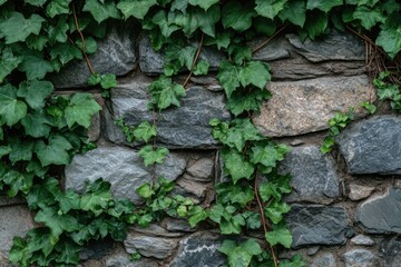 Green ivy growing on a grey stone wall background