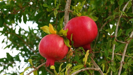 Ripe Red Pomegranates On Tree Close-Up Vivid Colors