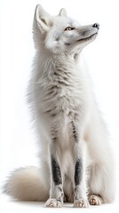 Fototapeta premium Full body profile of white fox isolated on white background with copyspace area 