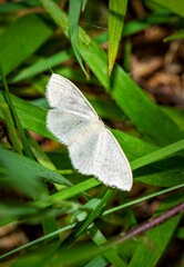butterfly on leaf