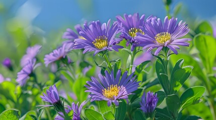 Obraz premium Purple Flowers Blooming in a Field of Green