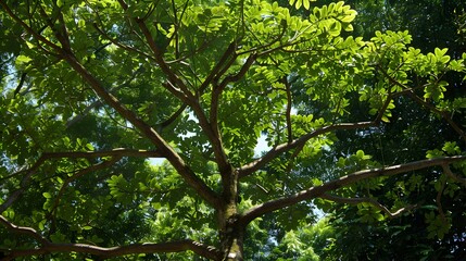 Obraz premium Sunlight Filtering Through Lush Green Tree Canopy