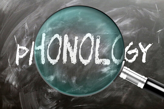 Phonology - learn, study and inspect it. Taking a closer look at phonology. A magnifying glass enlarging word 'phonology' written on a blackboard ,3d illustration