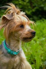 portrait of a yorkshire terrier