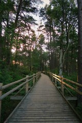 Fototapeta premium path in the forest