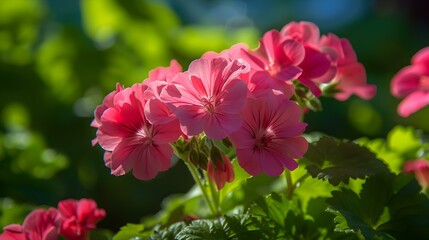 Obraz premium pink flowers