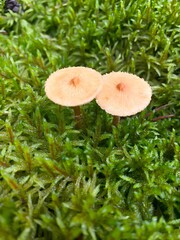 Мushrooms in the autumn forest
